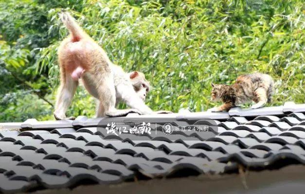 猴子多次打劫游客 不給東西就賴著不走了