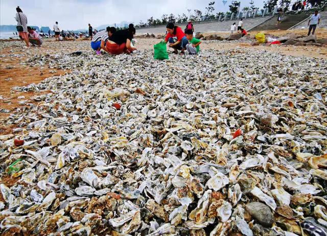 青島市民撿海鮮 臺風(fēng)利奇馬送給青島市民的厚禮