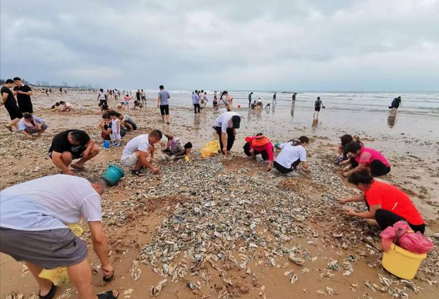 青島市民撿海鮮 臺風(fēng)利奇馬送給青島市民的厚禮