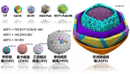 中國解析豬瘟病毒 對國家經(jīng)濟安全意義重大